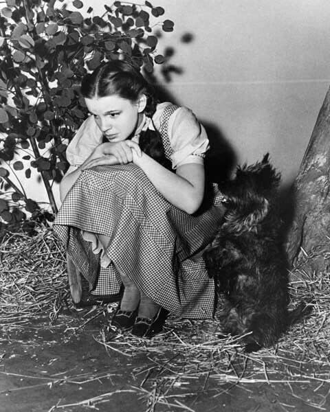 Judy Garland Slatka poza koljena pored malog psa Toto Wizard of Oz 8x10 fotografija