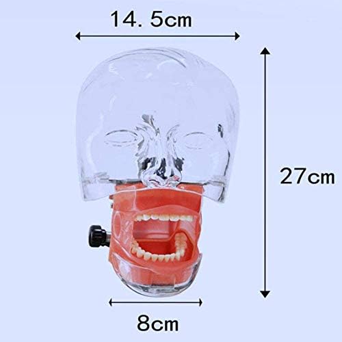 Gaofan stomatološki simulator model zubne prakse Jednostavna praksa sustava kalupa za glavu Priprema zuba ljudska glava model za stažiranje