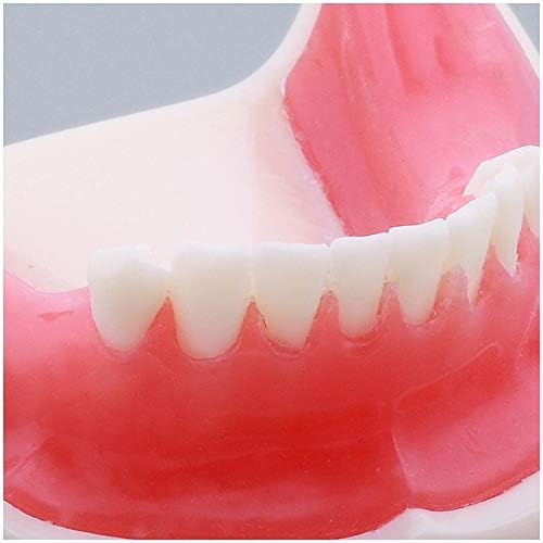 KH66ZKY Dental Typodont zubi studija podučavanja modela zubanja Dental Donje čeljusti Demonstracija implantata Demonstracija Model